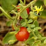 Solanum pimpinellifolium 果