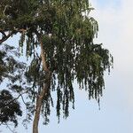 Shirakiopsis elliptica Yeri