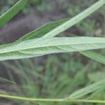 Sida linifolia 葉
