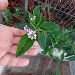 Lippia alba Blomst