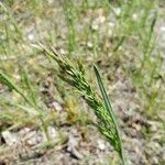 Poa trivialis Blomma