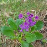 Primula latifoliaBlomst