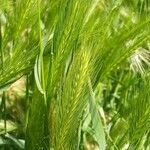 Hordeum murinum (Fleur)