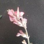 Onobrychis viciifolia Blomst