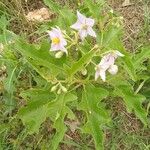 Solanum dasyphyllum Flower