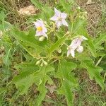 Solanum dasyphyllum Floare