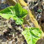 Jatropha curcas Blatt