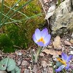 Crocus biflorus Květ