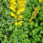 Genista stenopetala 花