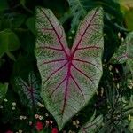 Caladium bicolor Leaf