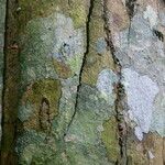 Bobgunnia fistuloides Corteza