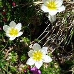 Gagea serotina Flower