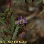 Lythrum tribracteatum Çiçek