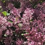 Syringa pubescens Flower