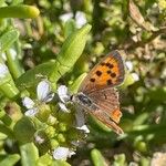 Cakile maritima 果実