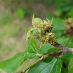 Parrotia persica Φρούτο