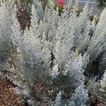 Artemisia maritima Vekstform