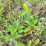 Stachytarpheta jamaicensis Habit