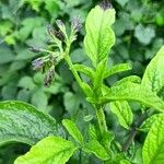 Solanum muricatum Blatt