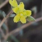 Helianthemum lippii Çiçek