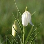 Fritillaria meleagrisÇiçek