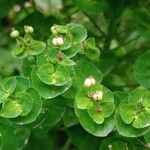 Euphorbia illirica Flower