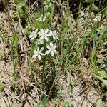 Ornithogalum narbonense Flower