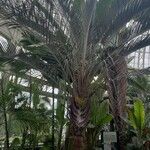 Dypsis decaryi Агульны выгляд