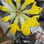 Coronilla minima फूल