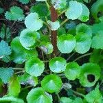 Umbilicus rupestris List