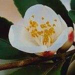 Camellia lutchuensis Flower