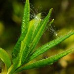 Rhododendron luteum Blad