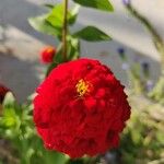 Zinnia elegansBloem