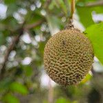 Nauclea latifolia Frukto