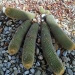 Cleistocactus winteri Blad