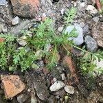 Lepidium didymum Leaf