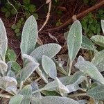 Stachys byzantina Leaf