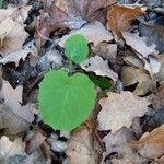 Doronicum pardalianchesFulla