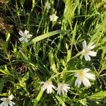 Moehringia ciliata Flower