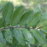 Bridelia cathartica Hoja