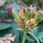 Silene chalcedonica Fruit