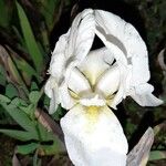 Iris albicans Virág