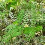 Astragalus hamosus Blatt