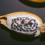 Aframomum melegueta Fruit