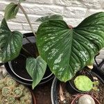 Philodendron mamei Leaf
