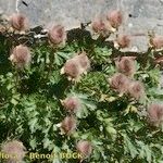 Geum reptans Habit