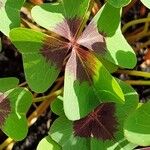 Oxalis tetraphylla Foglia