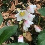 Helleborus niger Цветок