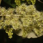 Vitis tiliifolia Blüte