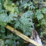 Hymenophyllum polyanthos Листок